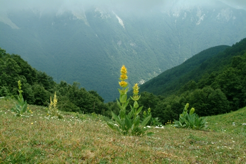Gentiana lutea / Genziana maggiore & Veratrum album